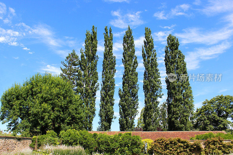 一排高大的伦巴第杨树(拉丁语:Populus nigra 'Italica')